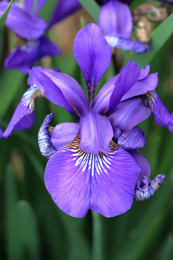 iris versicolor pexels